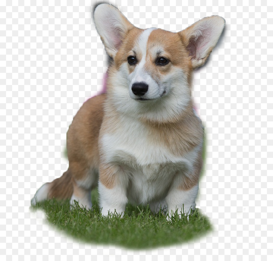 Pembroke Welsh Corgi，Cardigan Welsh Corgi PNG