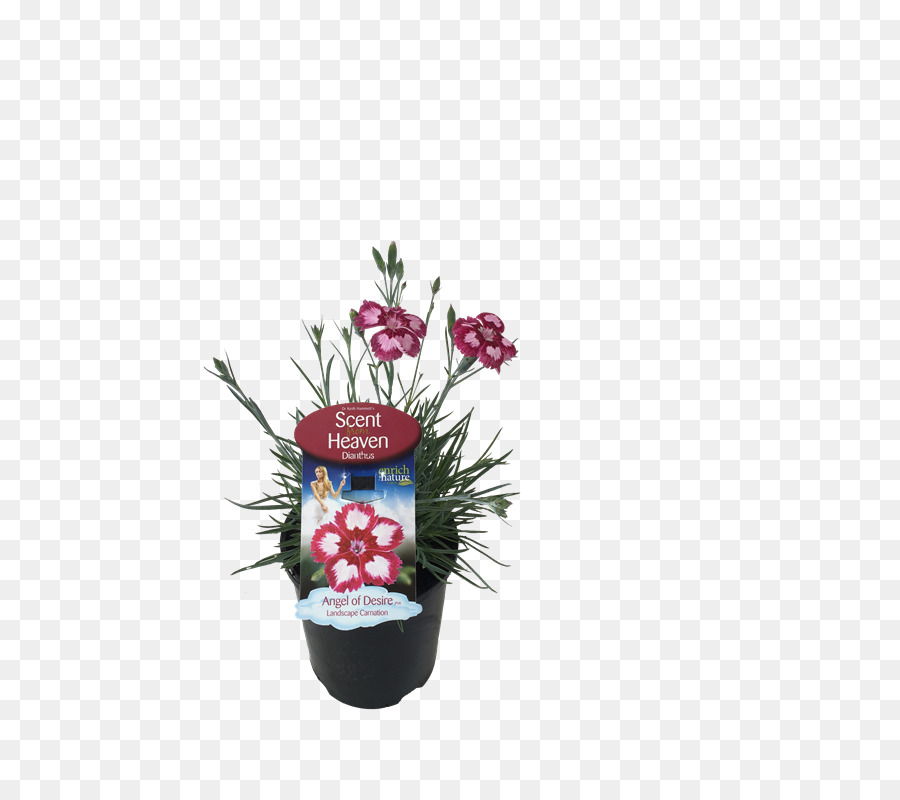 A Floração Da Planta，Flowerpot PNG