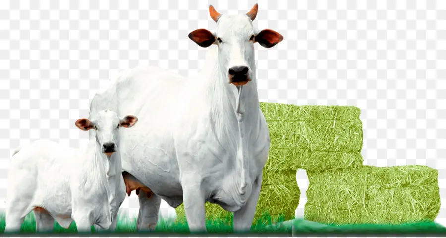 Vacas Brancas，Panturrilha PNG