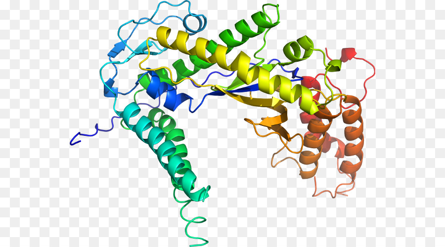 Estrutura Proteica，Biologia PNG