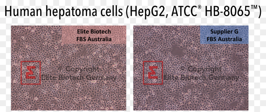 Hep G2，Cultura De Células PNG