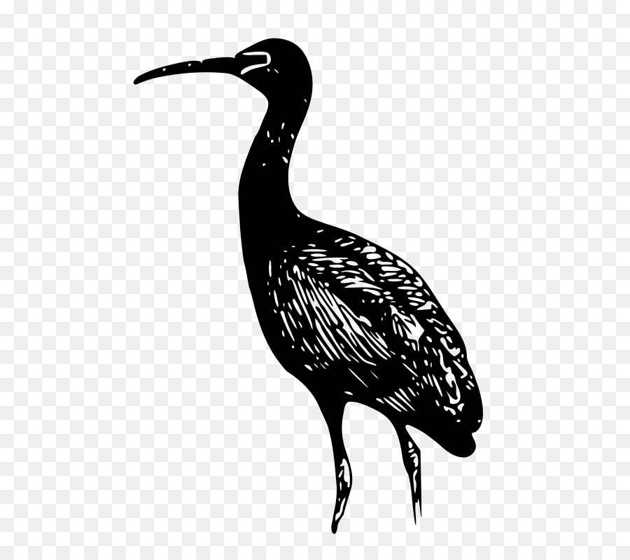 Brilhante Ibis，Ibis PNG