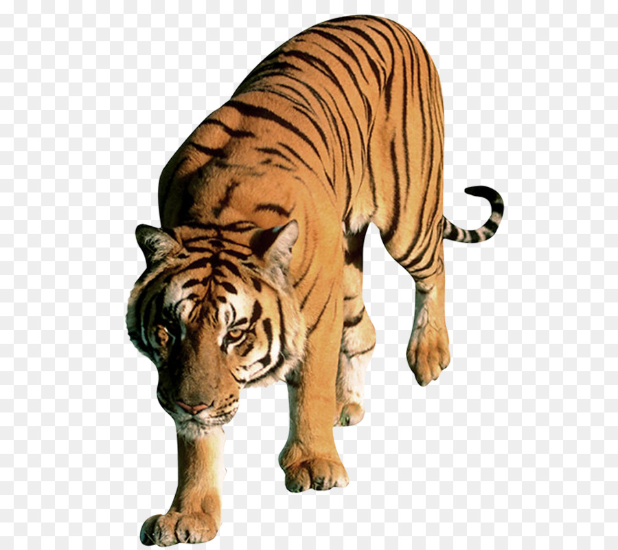 Tigre，Palavra PNG