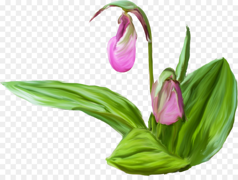 Tulip，Flores De Corte PNG