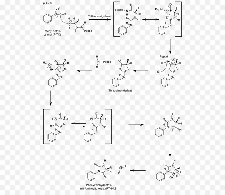 Degradação De Edman，Bkchem PNG