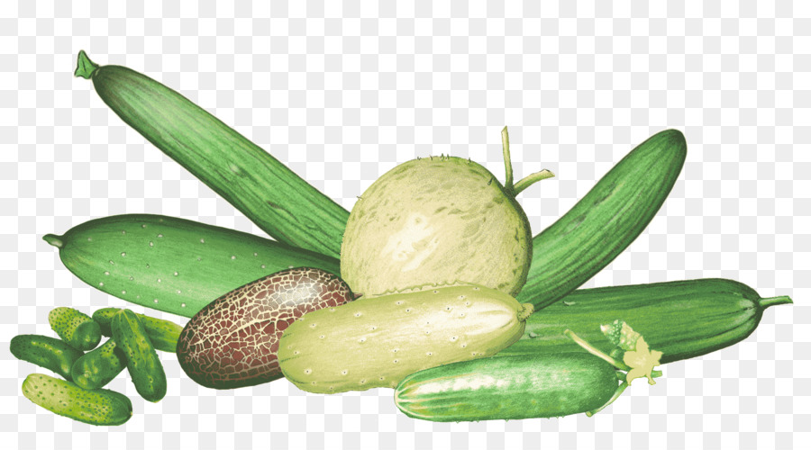 Pepino，Pepino Em Conserva PNG