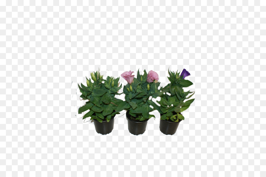 Flowerpot，Citroen Cacto M PNG