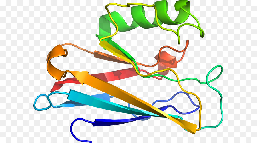 Estrutura Proteica，Biologia PNG