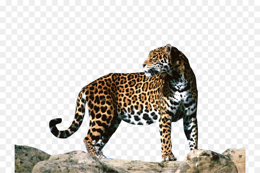 Leopardo，Identificado PNG