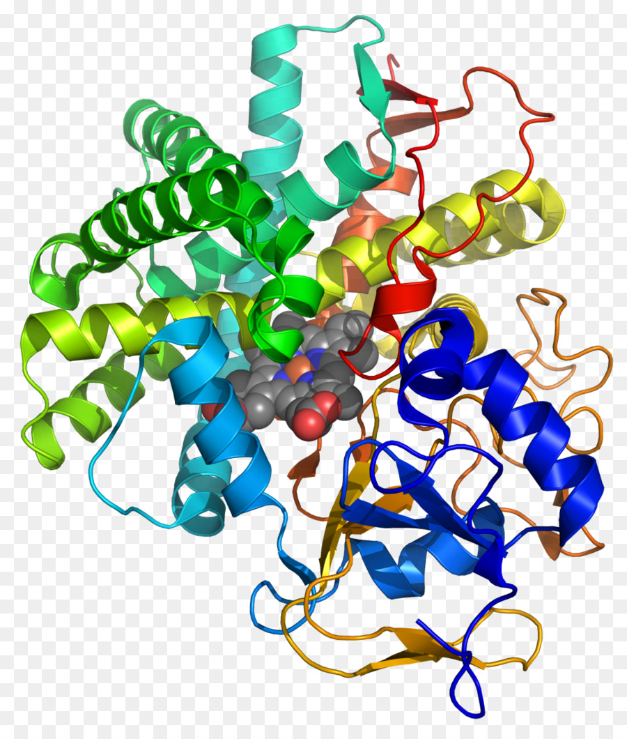 A Prostaciclina Sintase，A Prostaciclina PNG