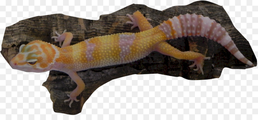 Lagarto， PNG