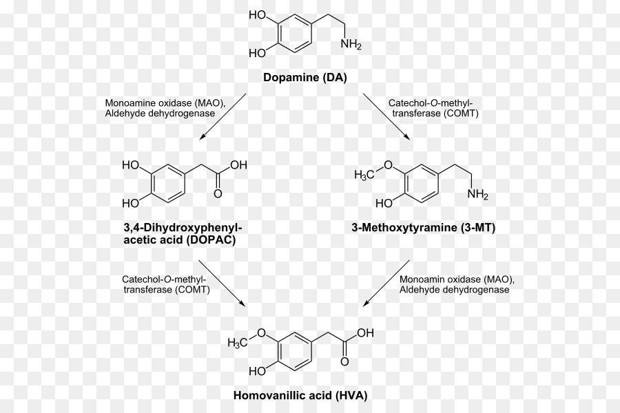 O Dopamines，Transportador De Dopamina PNG