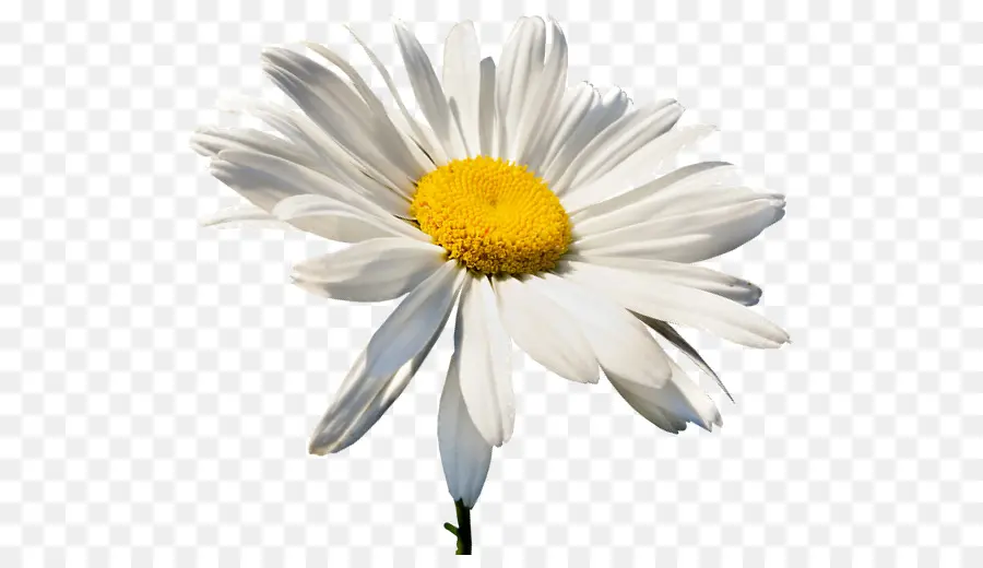 Bisabolol，Oxeye Daisy PNG