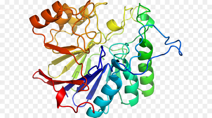 Estrutura Proteica，Biologia PNG