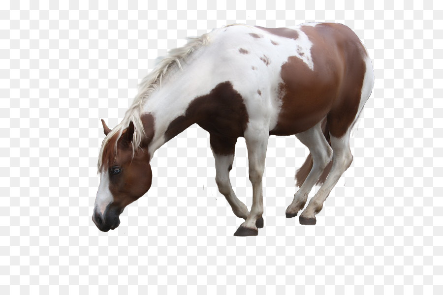 Potro，Cavalo PNG