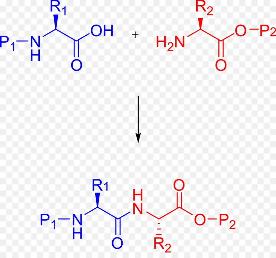 Síntese De Peptídeos，Peptídeo PNG