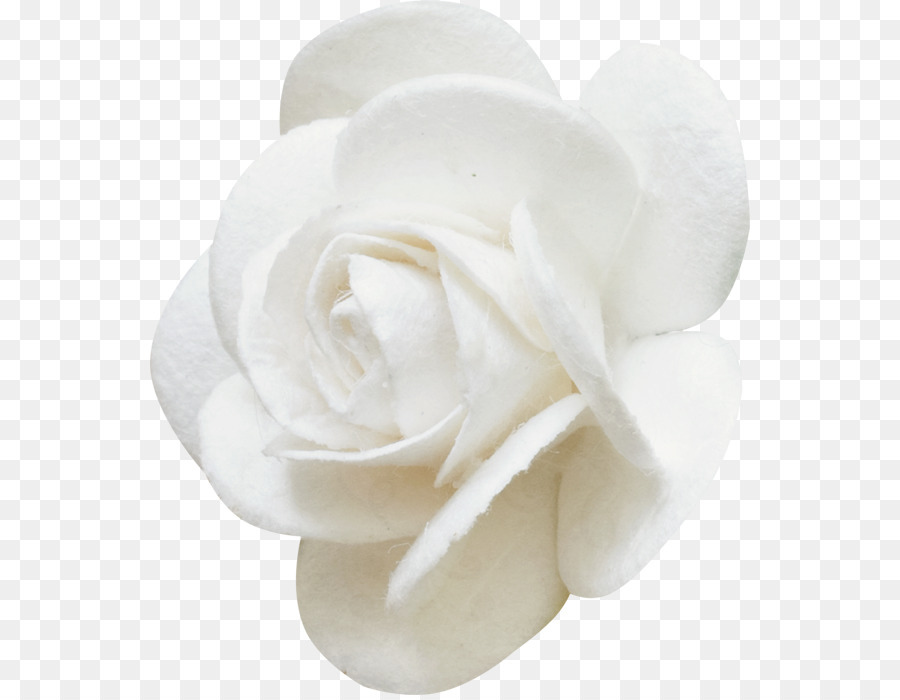 Rosa Branca，Florescer PNG