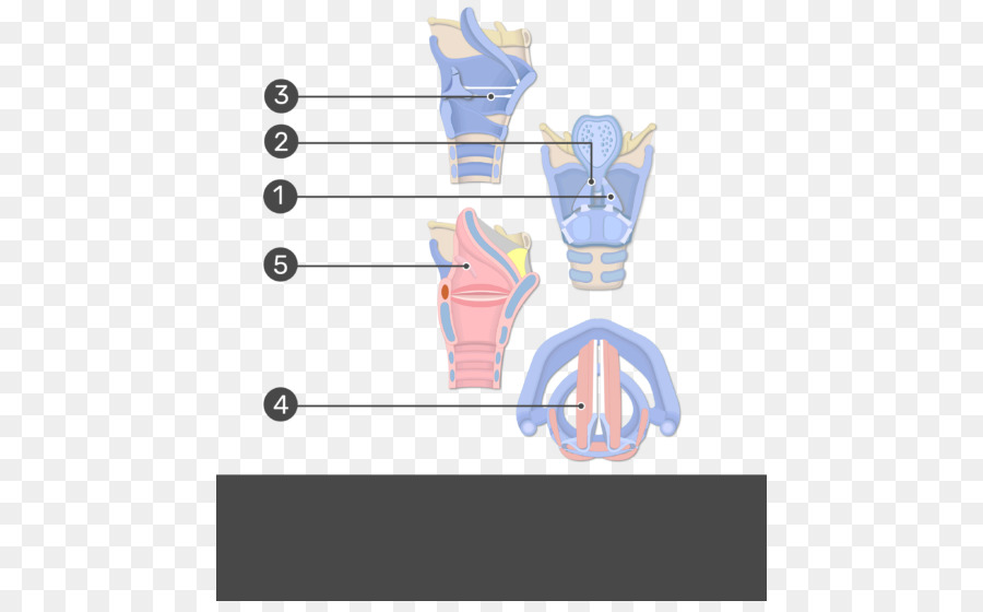 Diagrama Da Laringe，Garganta PNG