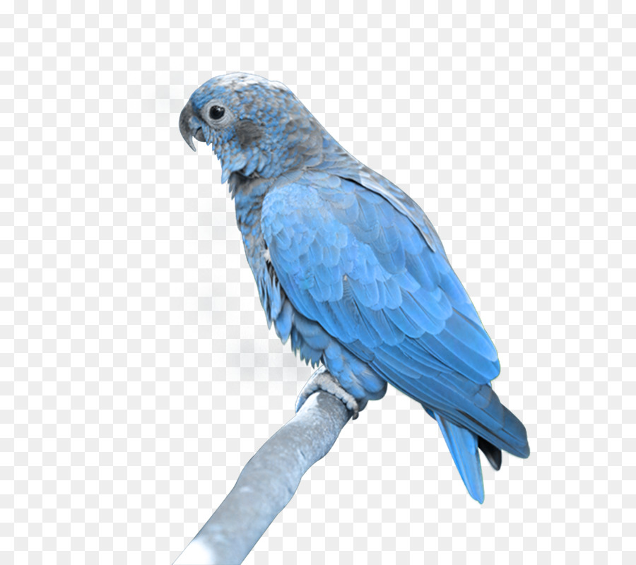 Arara Azul，Papagaio Verdadeiro PNG