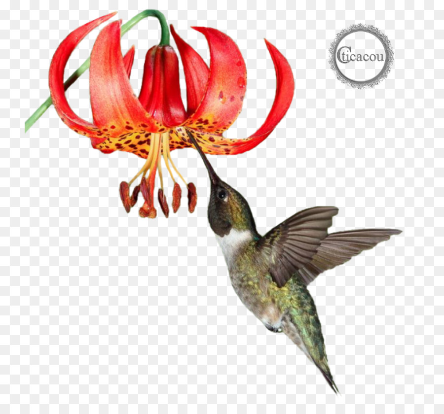 Beija Flor，A Fauna PNG