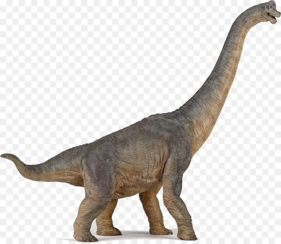 Rhamphorhynchus，Velociraptor PNG