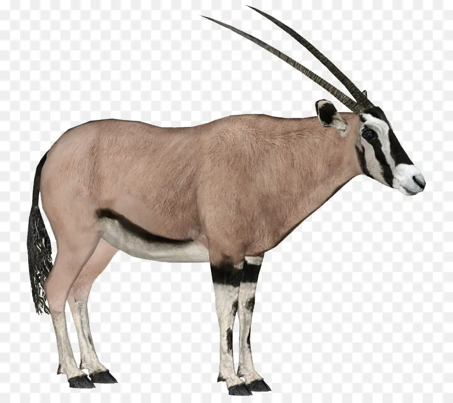Gemsbok，áfrica Oriental Oryx PNG