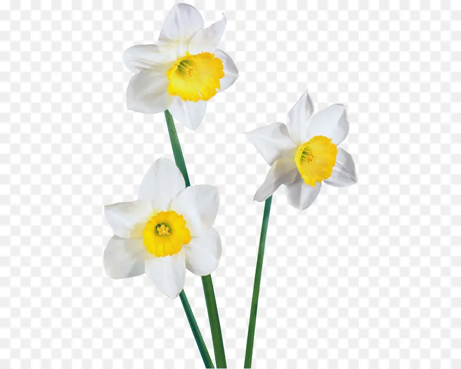 Narciso，Flor PNG