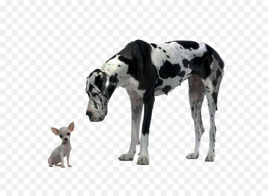 Dogue Alemão E Chihuahua，Cães PNG