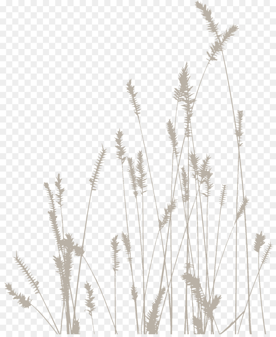 Grama，Natureza PNG