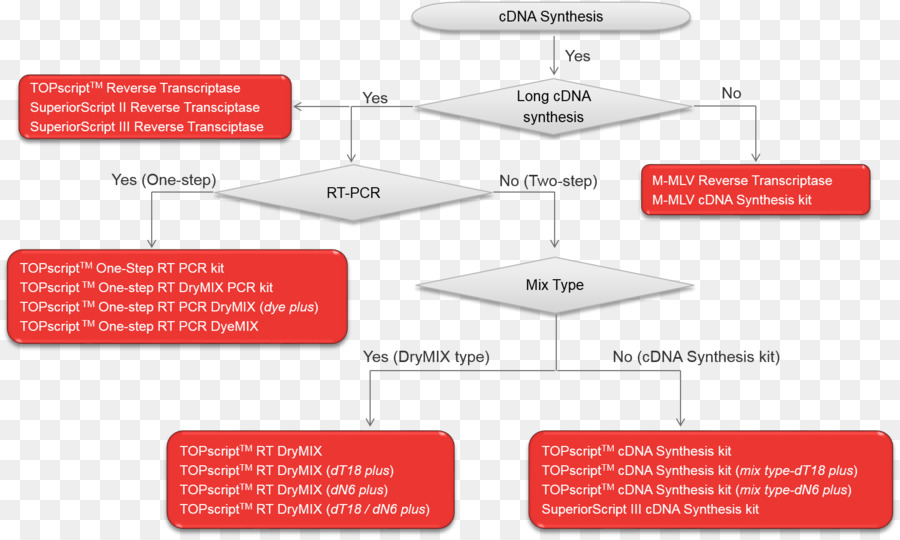 Transcriptase Reversa，Complementares De Dna PNG