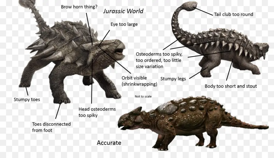 Comparação De Dinossauros，Precisão PNG