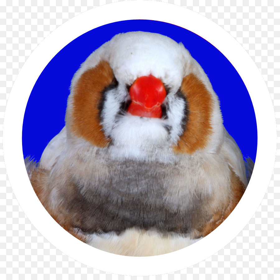 Zebra Finch，Tentilhões PNG