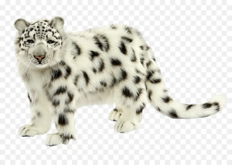 O Snow Leopard，Felidae PNG