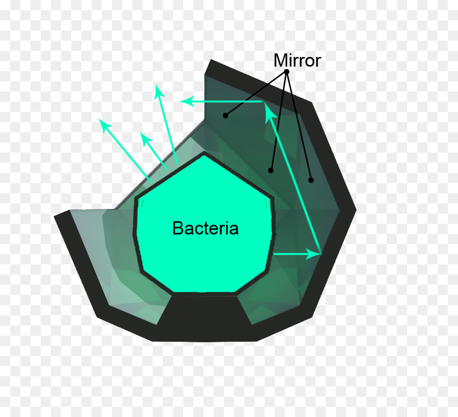 Diagrama De Bactérias，Bactérias PNG