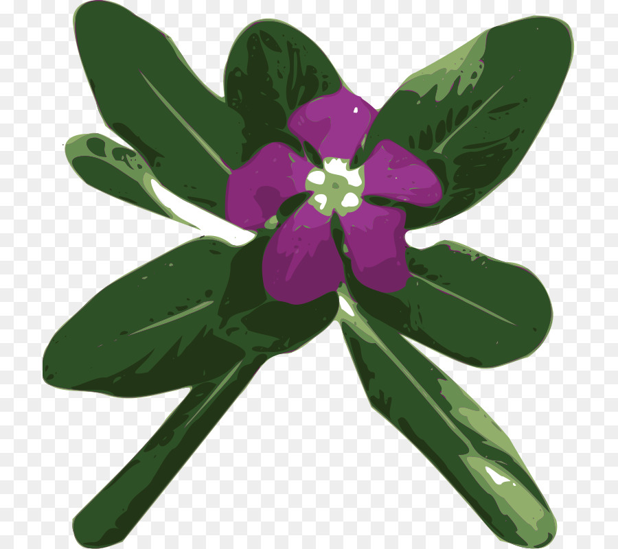 Flor，Roxo PNG