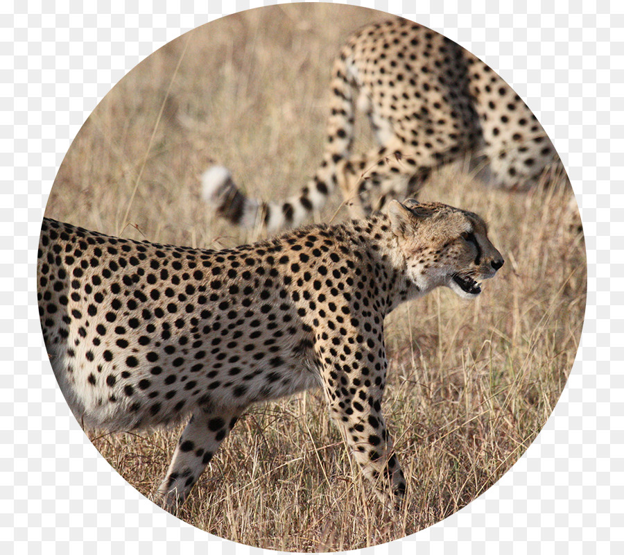 Cheetah，O Parque Nacional Kruger PNG