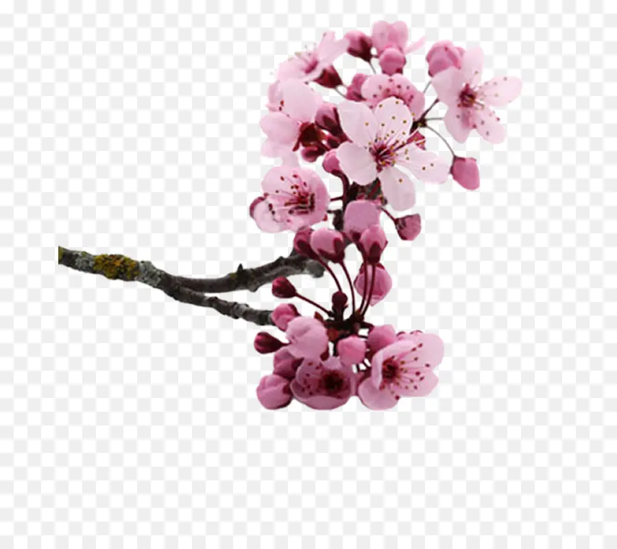 Flor，National Cherry Blossom Festival PNG