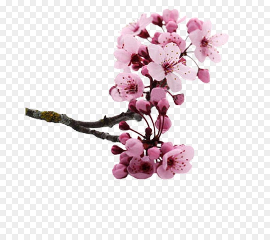Flor, National Cherry Blossom Festival, Flor De Cerejeira png transparente  grátis