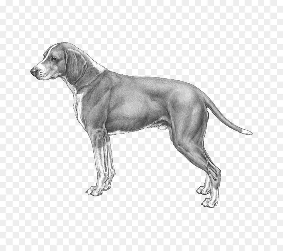 Weimaraner，Hygenhund PNG