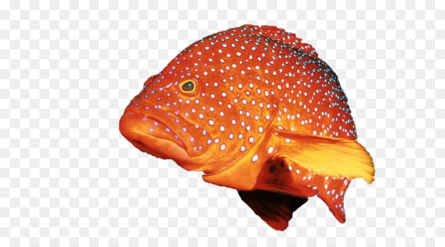 Peixe，Aquático PNG