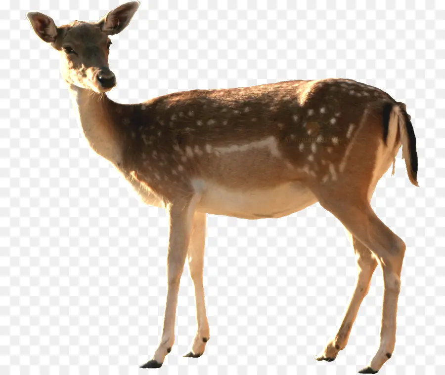 Roe Deer，Whitetailed Veado PNG