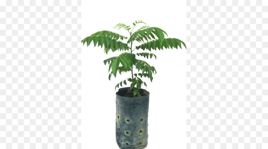 Arecaceae，Flowerpot PNG