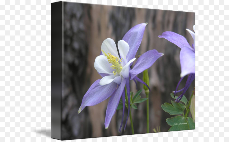 Columbine，Campaniforme Família PNG