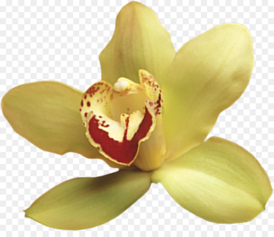 Orquídea Vermelha，Plantar PNG