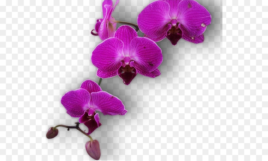 Traça Orquídeas，Paranga Restaurante PNG