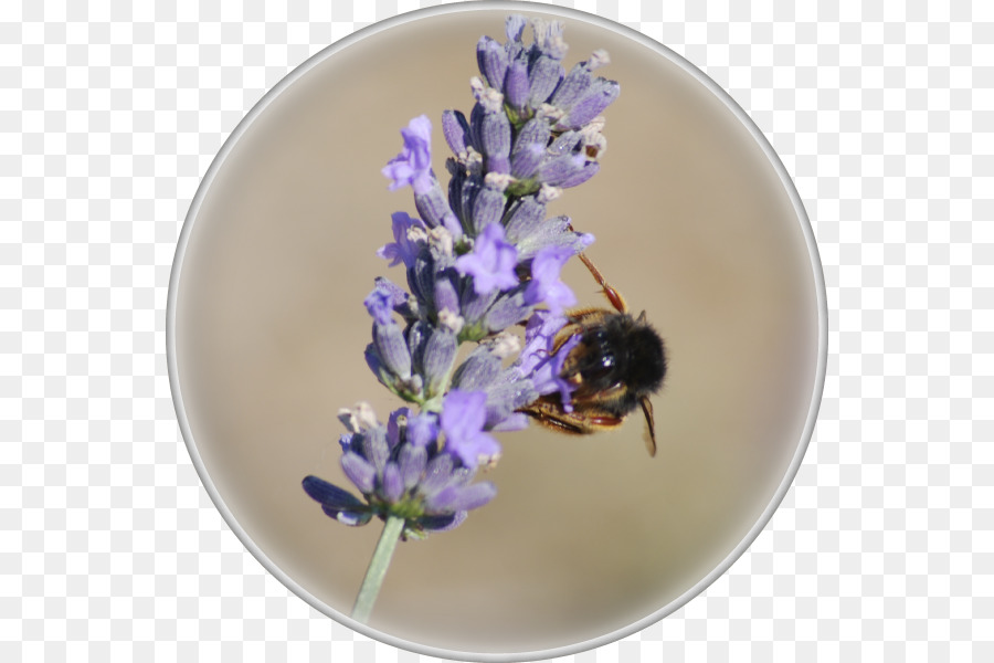 Mel De Abelha，Inglês Lavanda PNG