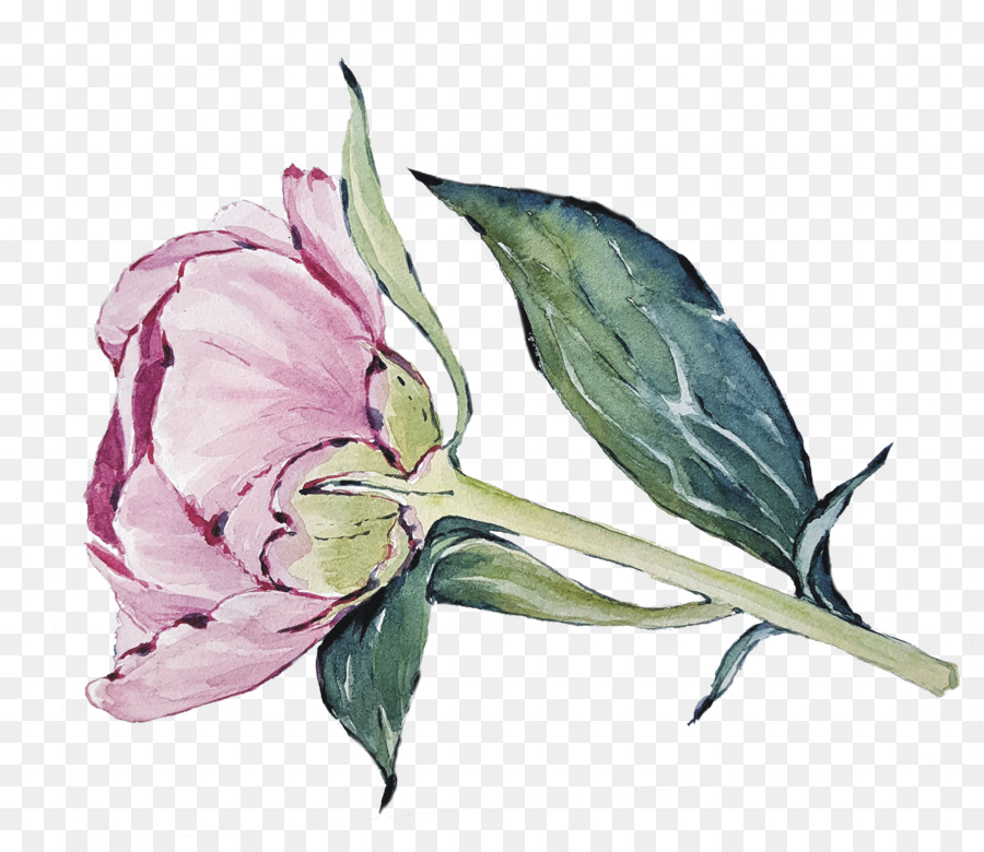 Repolho Rosa，Flores De Corte PNG