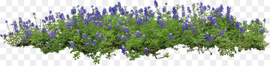 Flores Roxas，Lavanda PNG