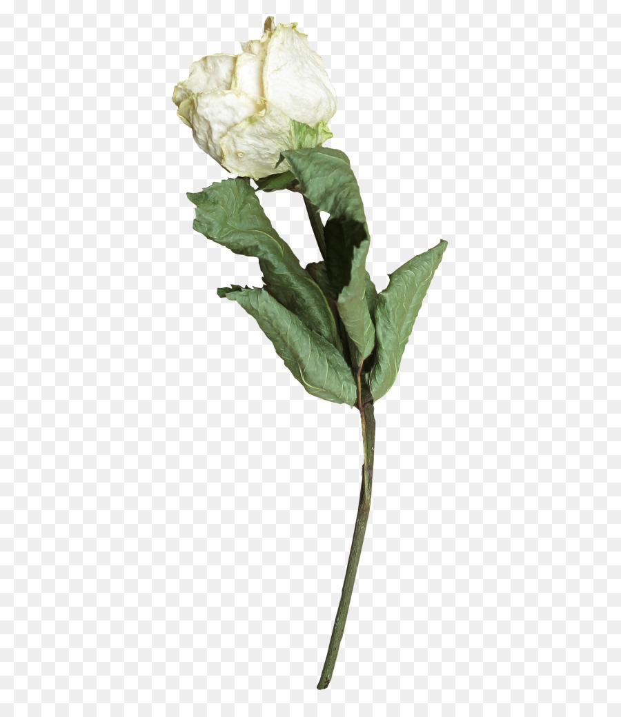 Rosa Seca，Branco PNG