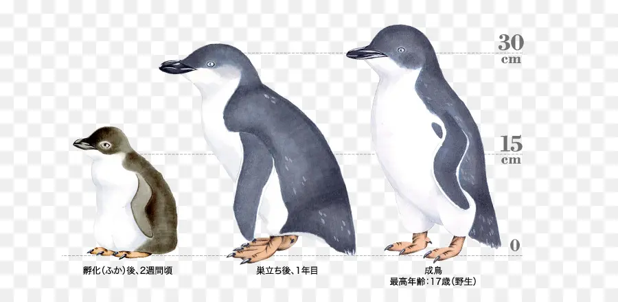 Pinguins，Pássaros PNG